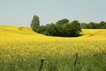 Chambornay-lès-Pin